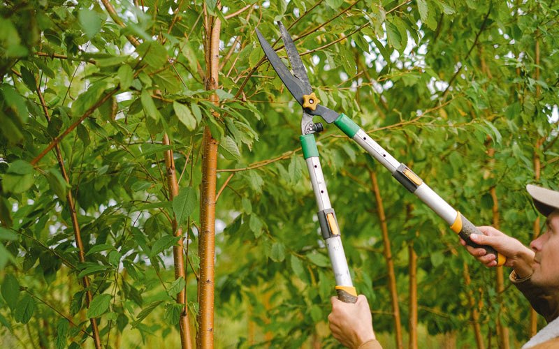 Tree trimming in Grassy Meadows, WV