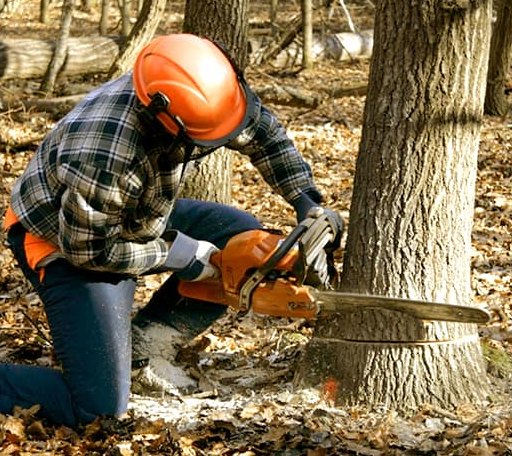Tree Removal in Grassy Meadows, WV